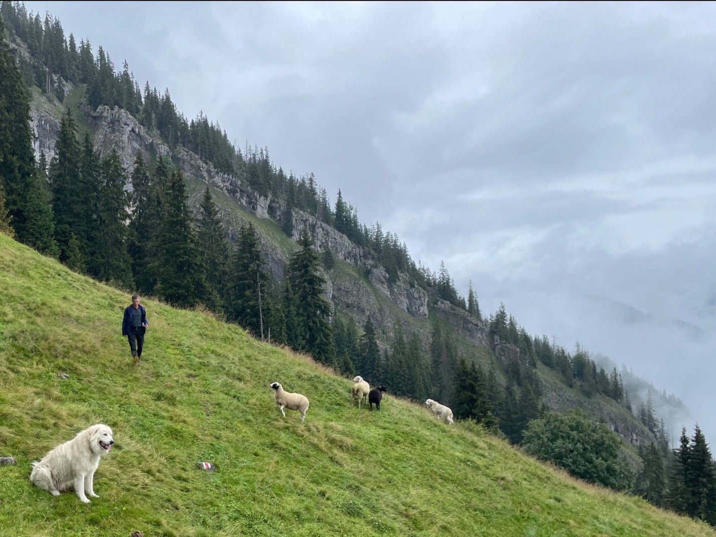 Kurs Herdenschutzhunde Wandern