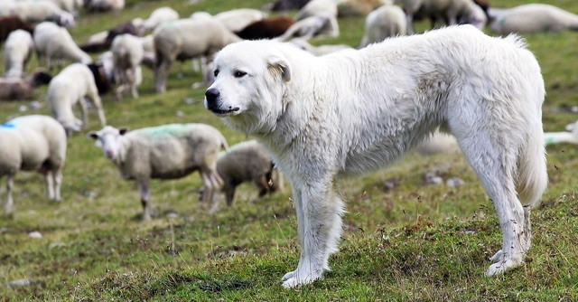 Herdenschutzhunde_1