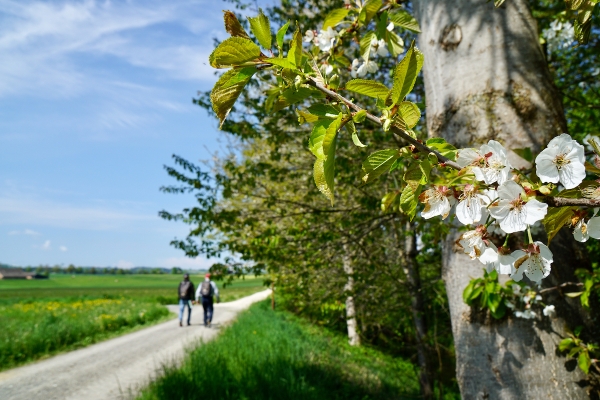 Naturoasen im Wauwilermoos