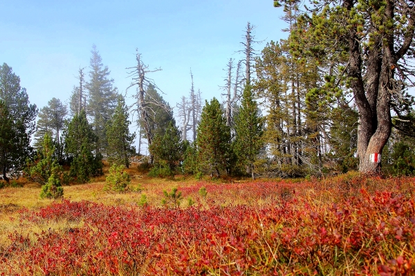 Auf die herbstgoldene Haglere