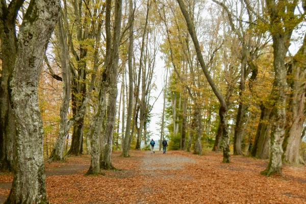 Rundwanderung Blosenberg