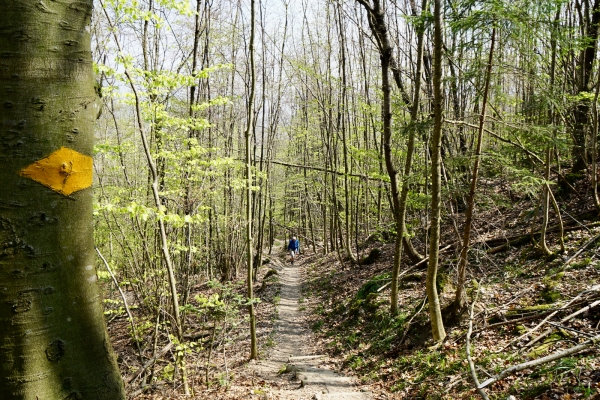 Zum neuen Weg im Steinibachwald