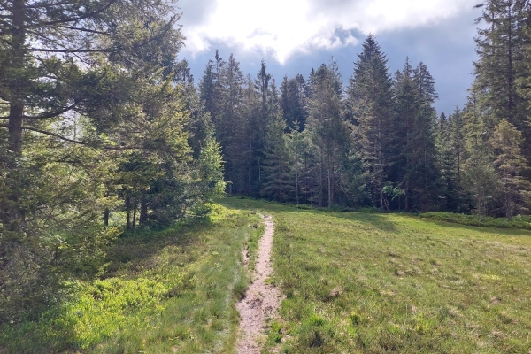 Moor und Wald von Gfellen nach Entlebuch