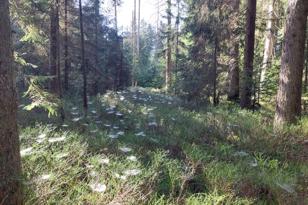 Moor und Wald von Gfellen nach Entlebuch