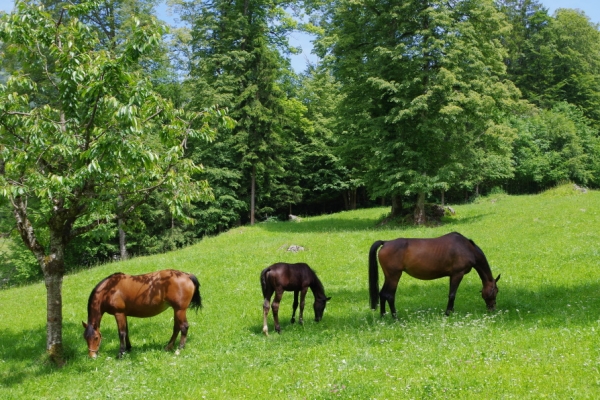 Juraweiden und Pferdekoppeln