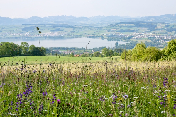 Freier Blick auf See und Berge