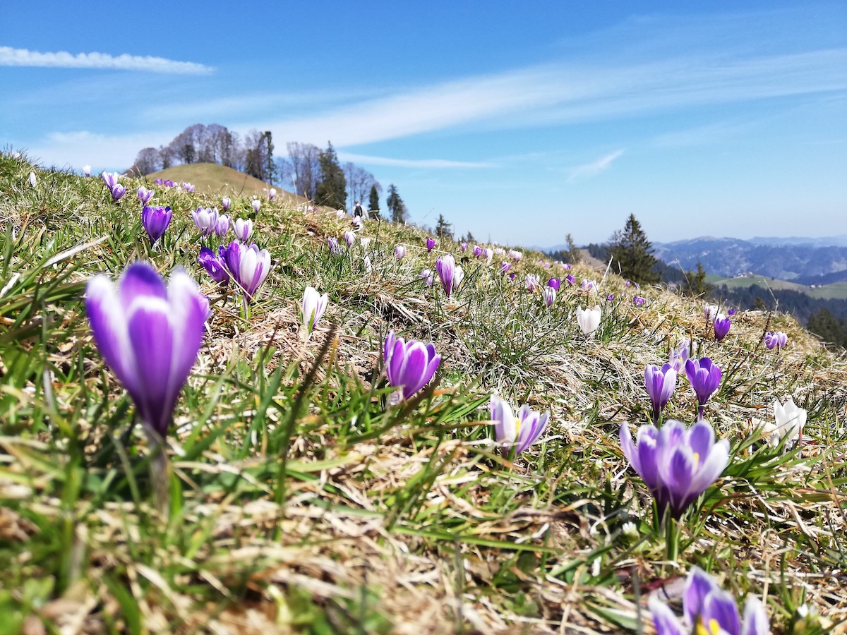 Die «berühmten» Krokusse auf dem Rämisgummehoger. Foto: Cathrine Lötscher