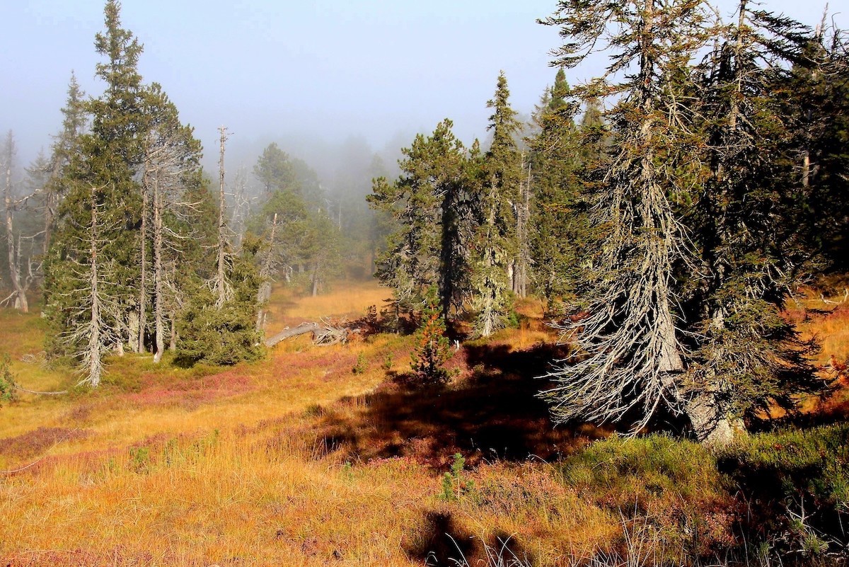 Hochmoor im Herbst