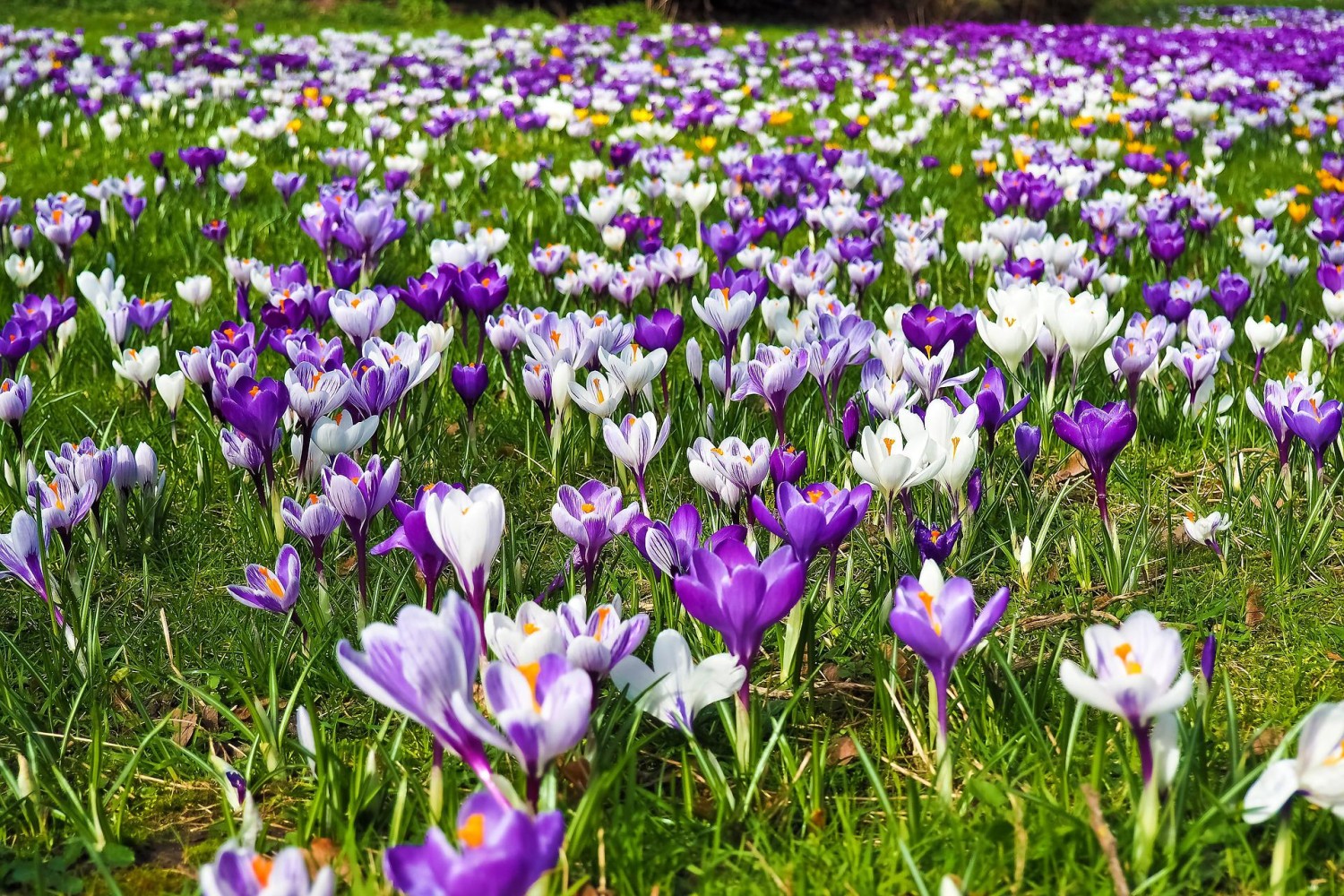 Im Frühling wandert man am Rämisgummehoger durch ein Meer von Krokussen.