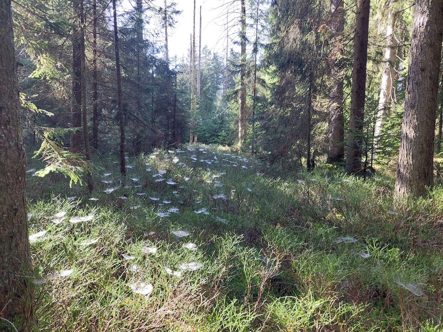 Mystisches Fuchseremoos im Entlebuch