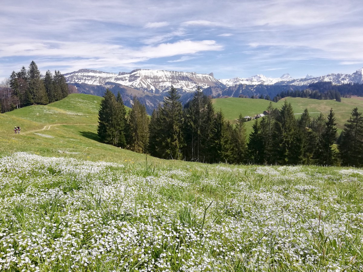 Frühling am Rämisgummen. Foto: Cathrine Lötscher