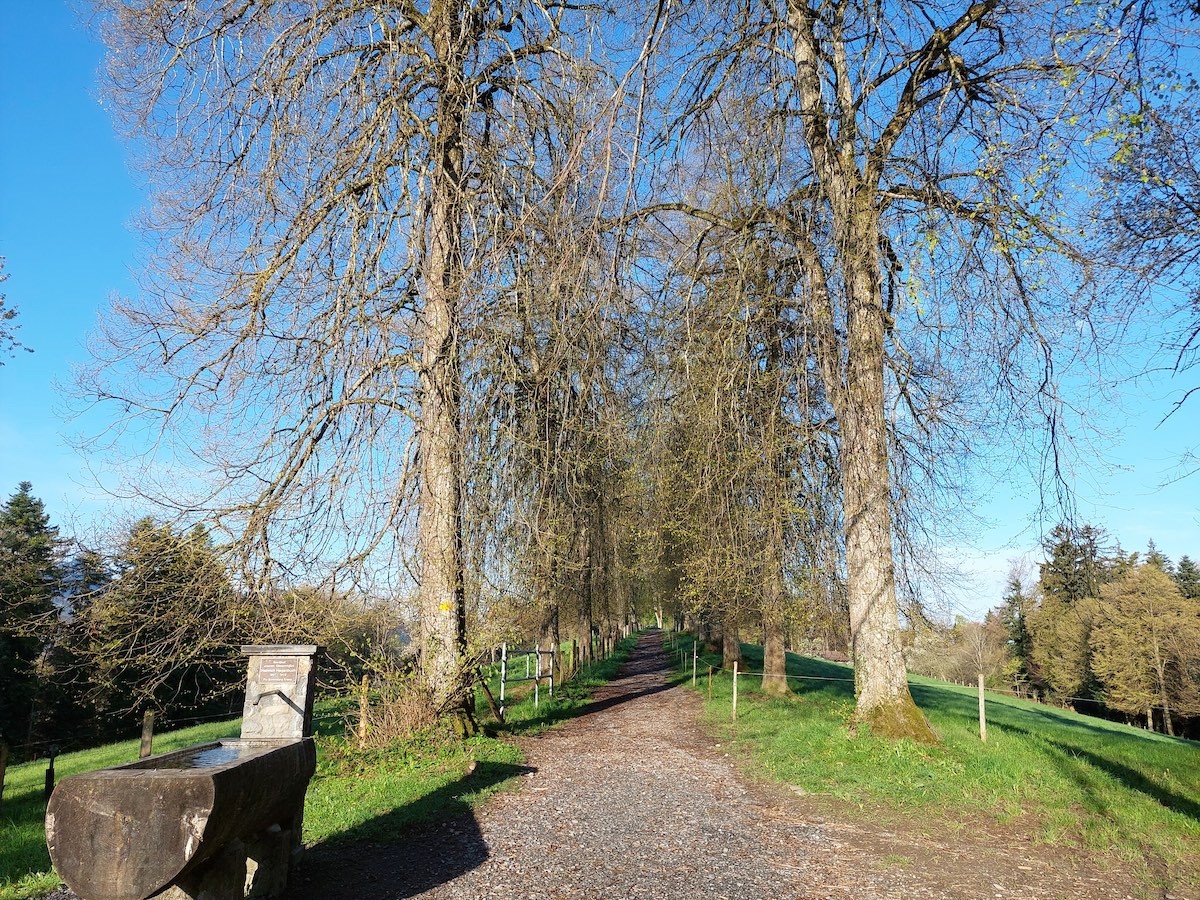 Baumallee am Zwergenweg